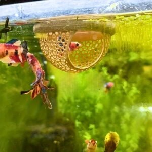 הנווה מדבר הפרטי לדגים שלכם: מנוחת חלומות באקווריום!