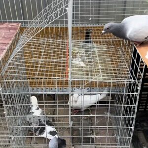 القناص الصامت: مصيدة الطيور الأوتوماتيكية شديدة التحمل